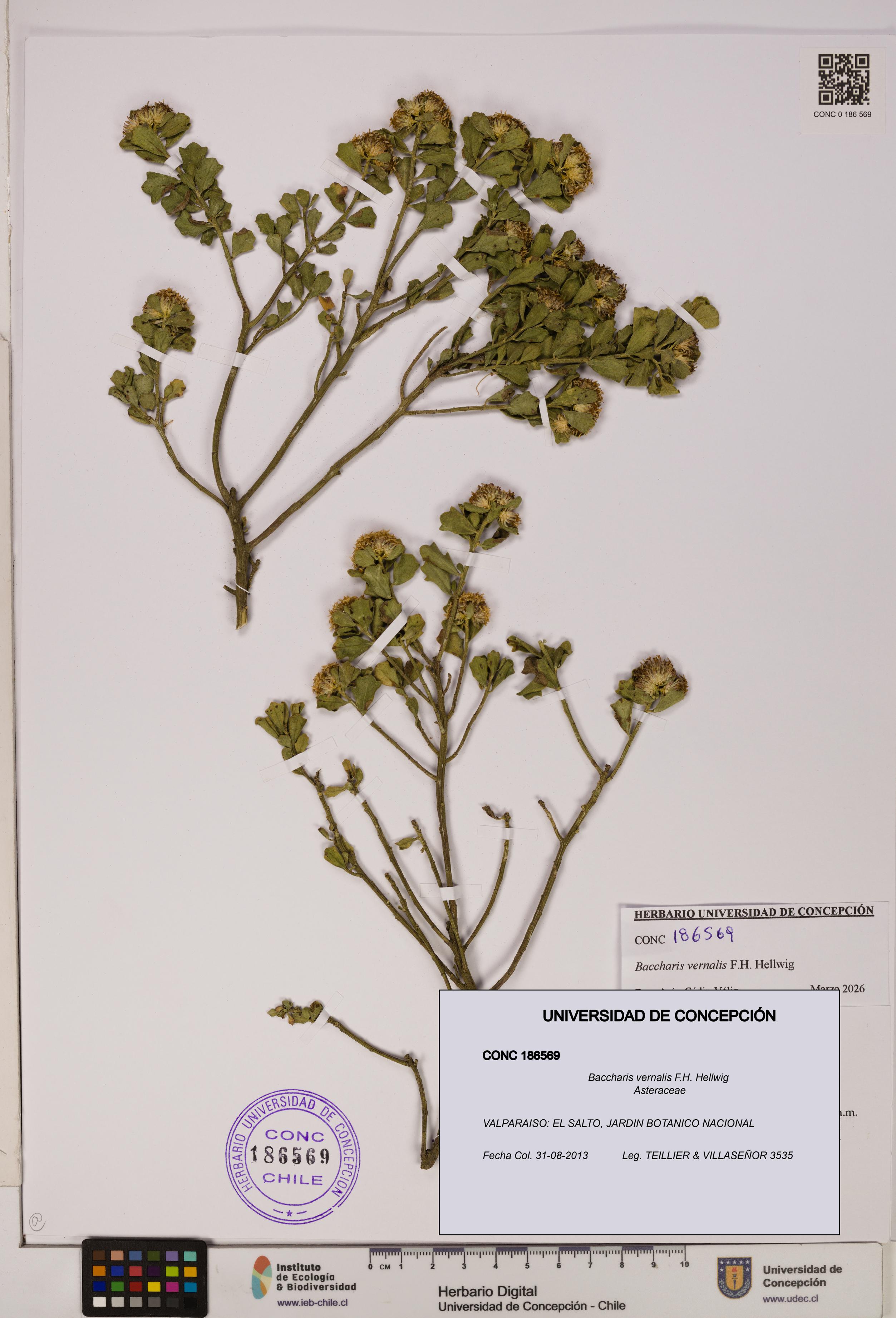 Baccharis vernalis [Espécimen: UDEC:CONC:0186569]