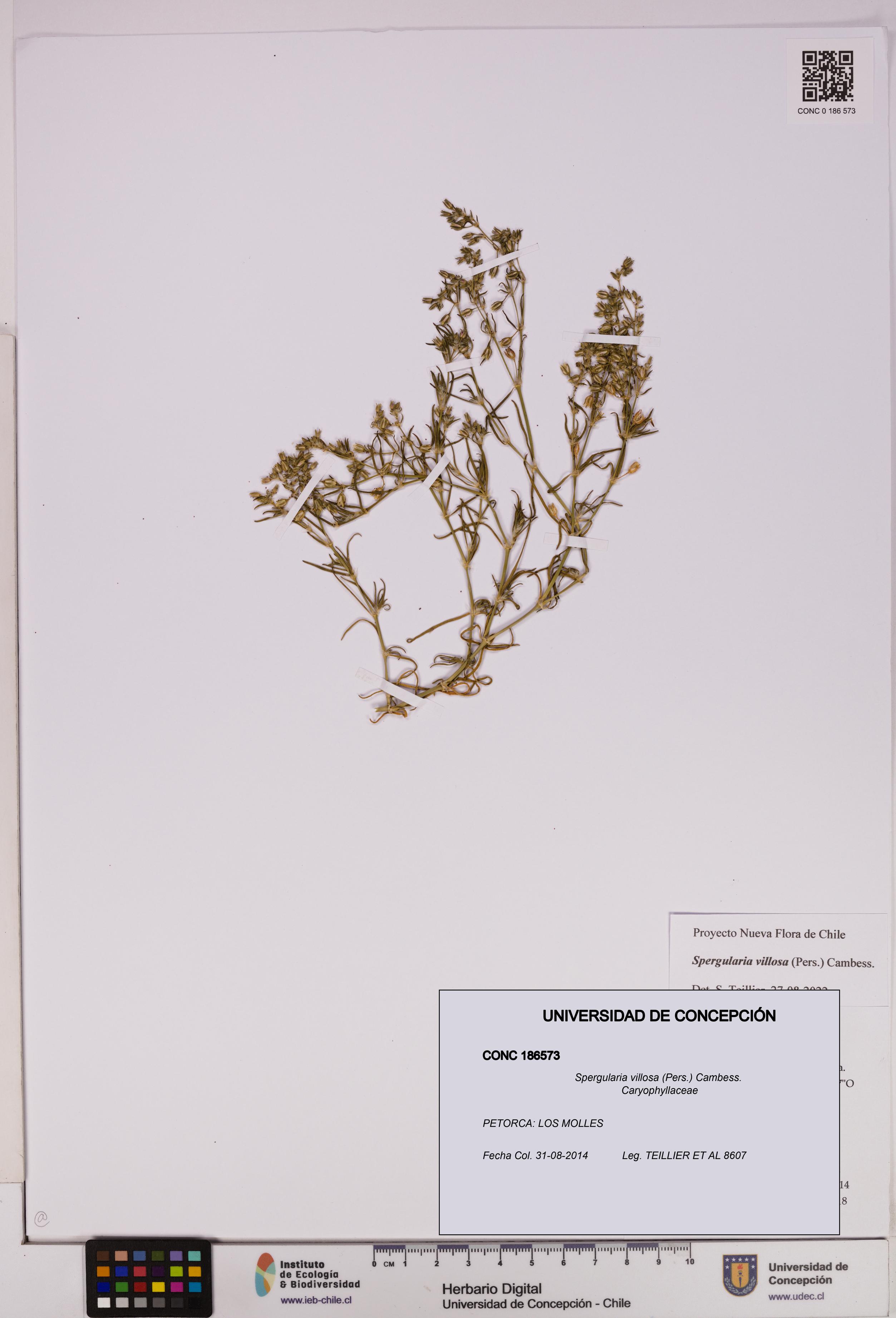 Spergularia villosa [Espécimen: UDEC:CONC:0186573]