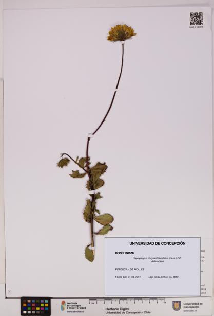 Haplopappus chrysanthemifolius [Espécimen: UDEC:CONC:0186576]