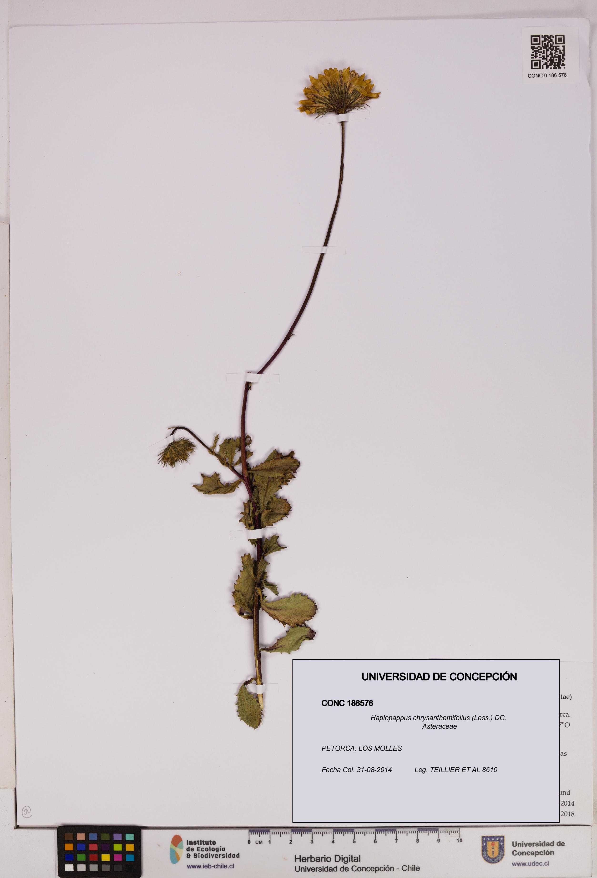 Haplopappus chrysanthemifolius [Espécimen: UDEC:CONC:0186576]