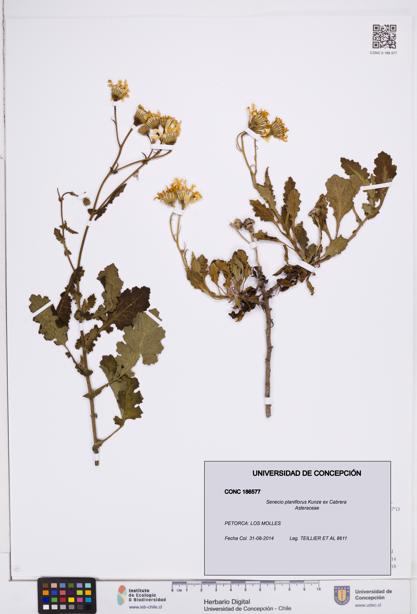 Senecio planiflorus [Espécimen: ]