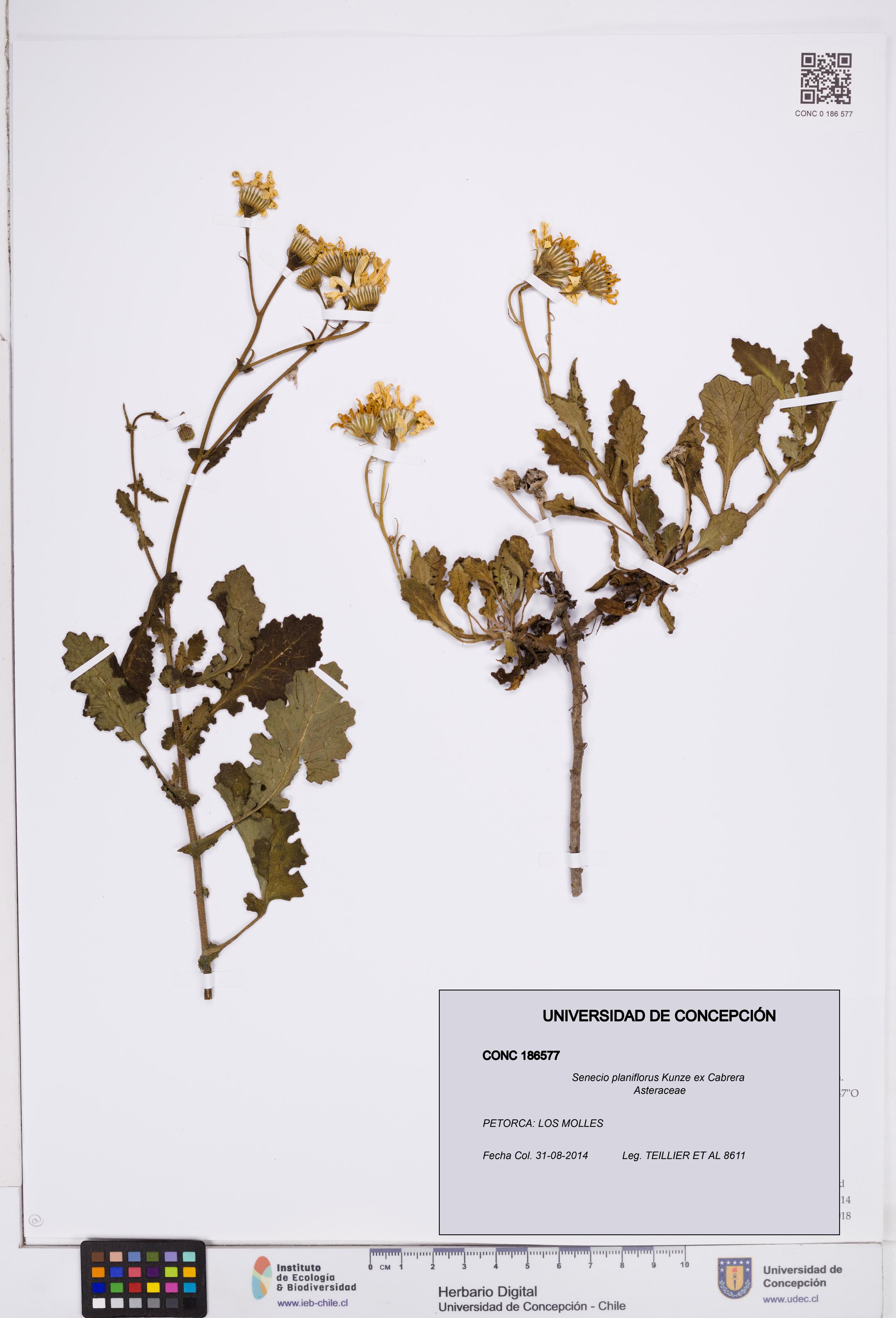 Senecio planiflorus [Espécimen: ]