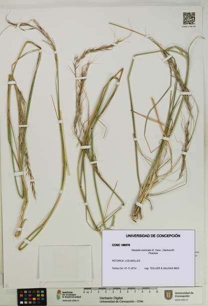 Nassella manicata [Espécimen: UDEC:CONC:0186578]