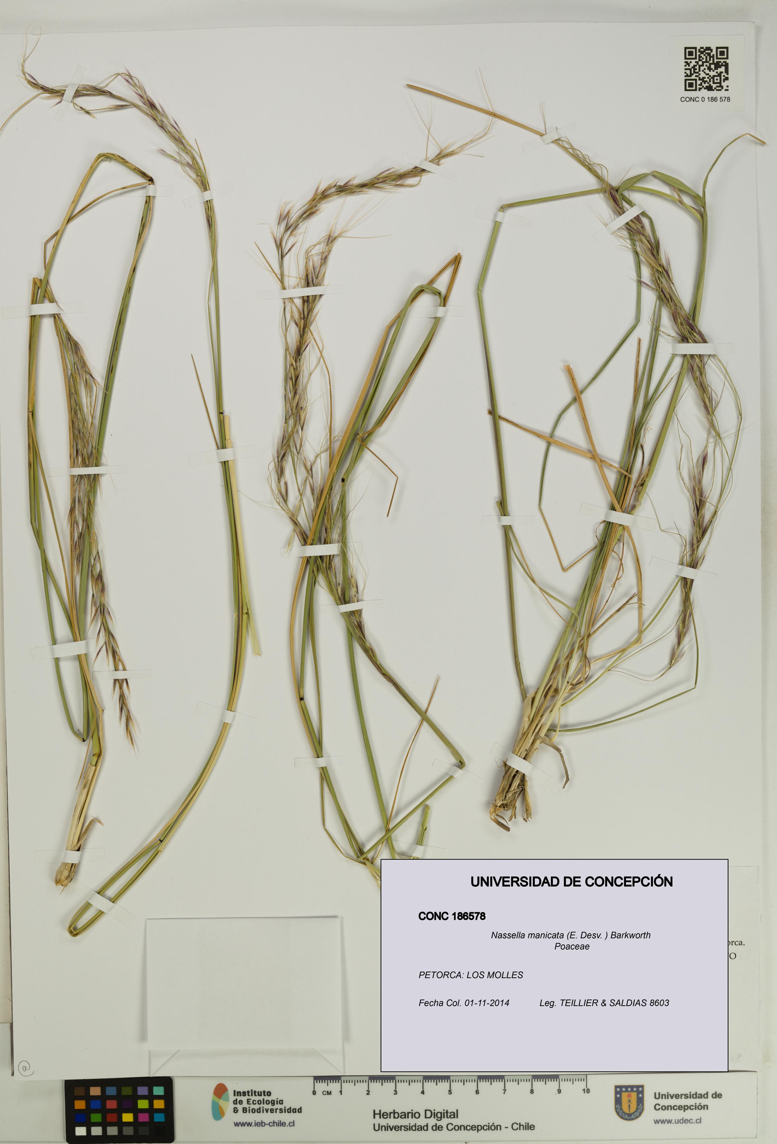 Nassella manicata [Espécimen: UDEC:CONC:0186578]