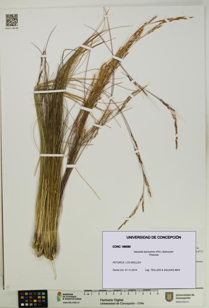 Nassella laevissima [Espécimen: UDEC:CONC:0186580]