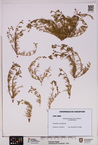 Spergularia villosa [Espécimen: UDEC:CONC:0186581]