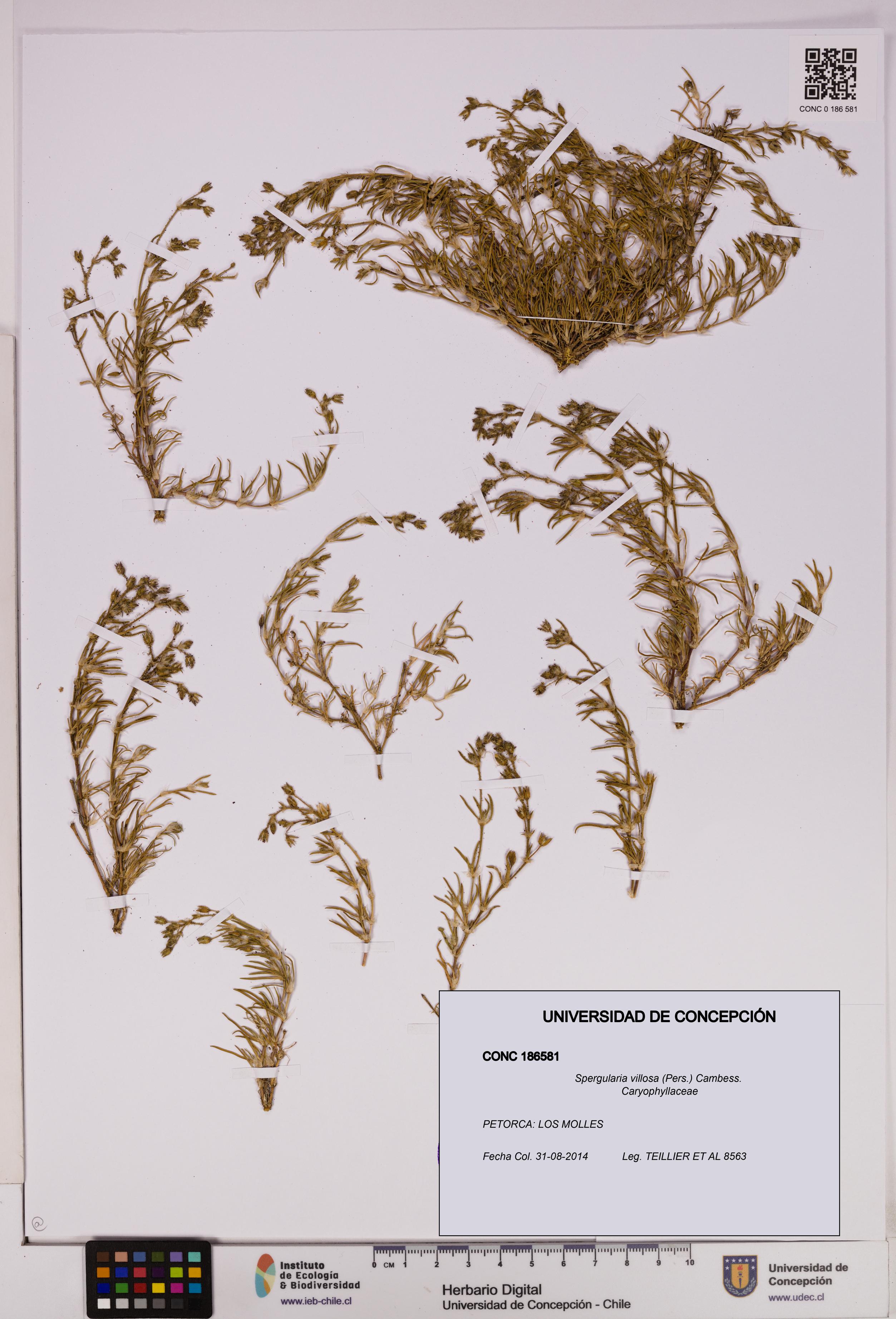 Spergularia villosa [Espécimen: UDEC:CONC:0186581]