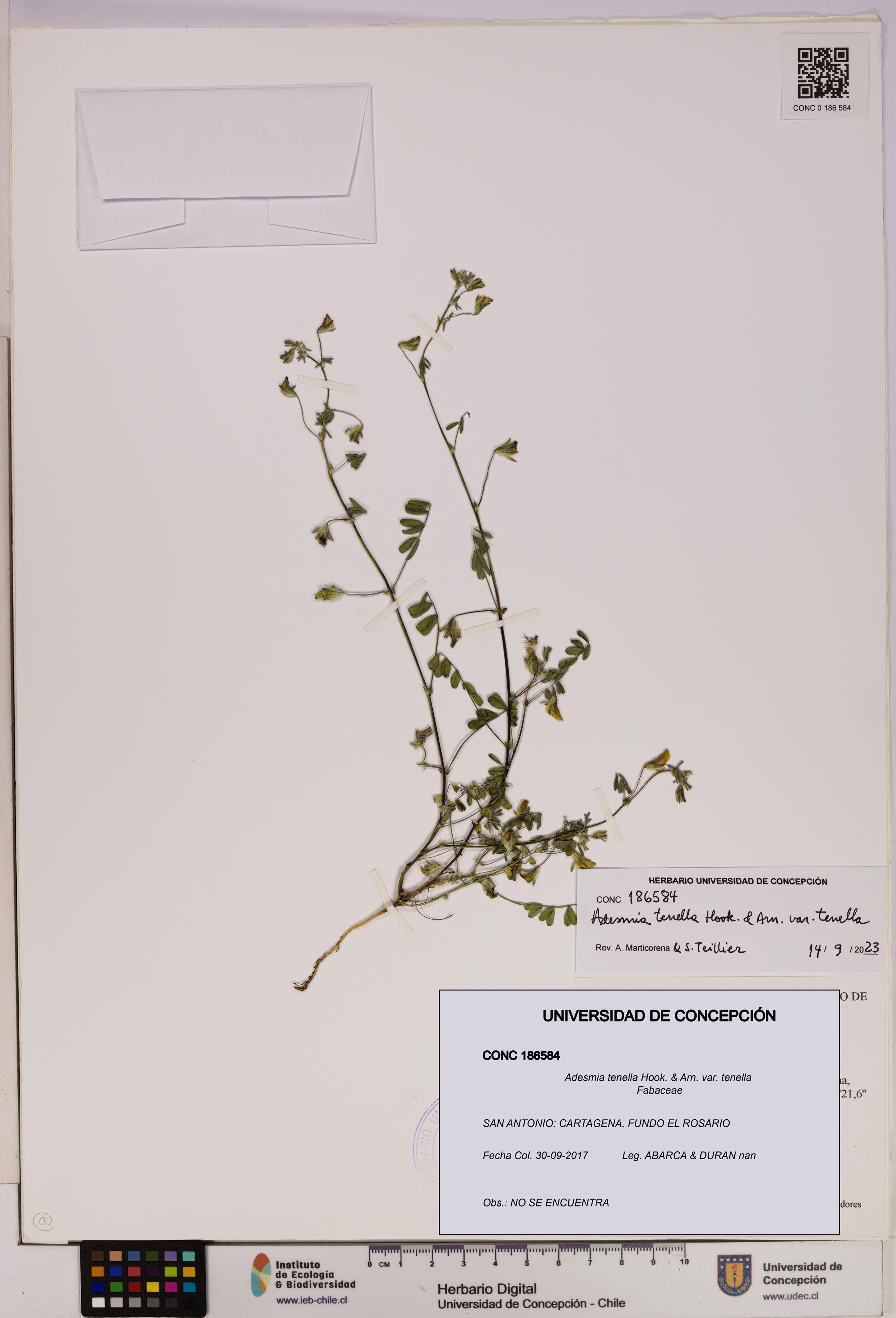 Adesmia tenella var. tenella [Espécimen: UDEC:CONC:0186584]