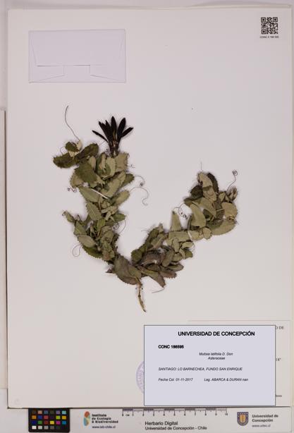 Mutisia latifolia [Espécimen: UDEC:CONC:0186595]