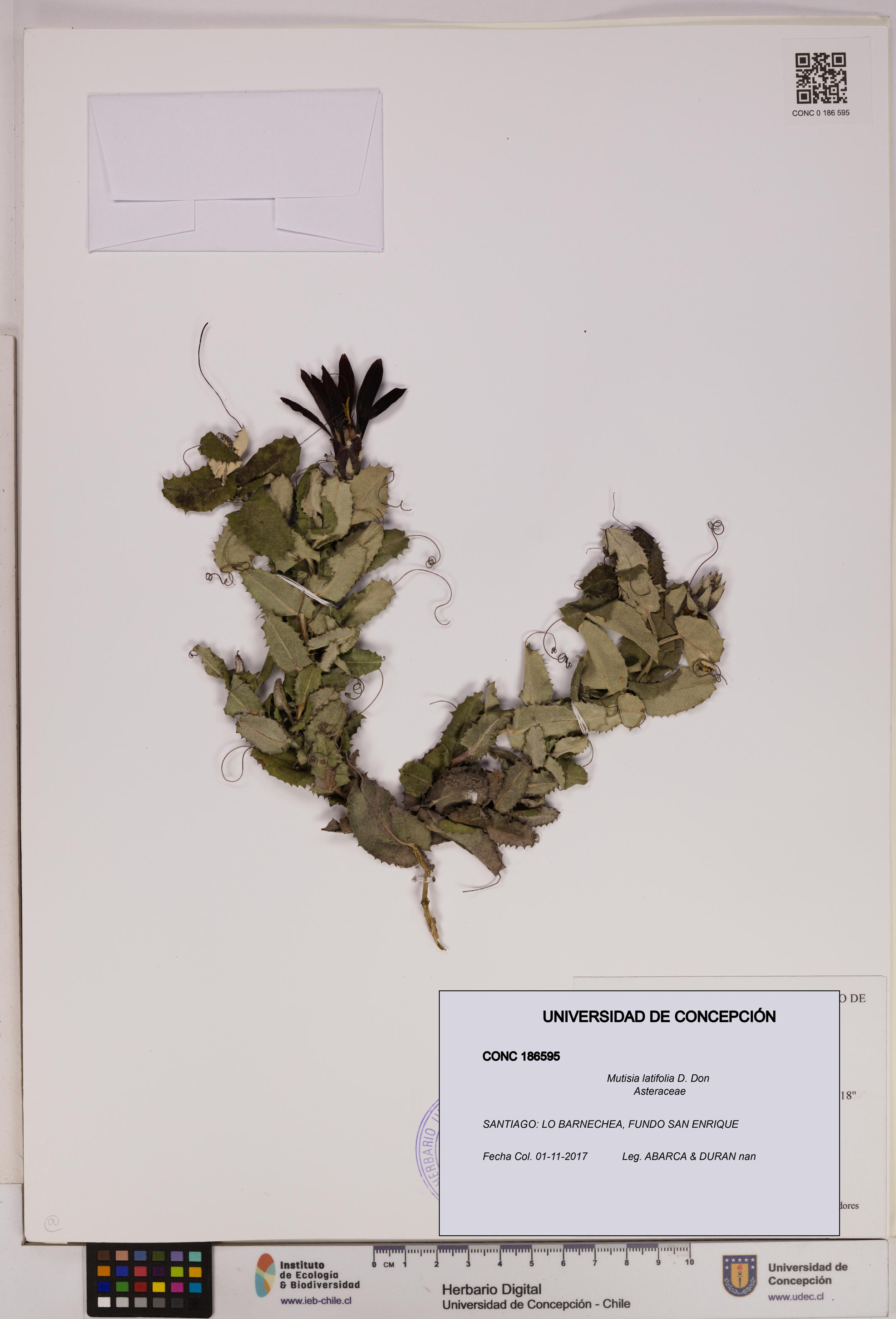 Mutisia latifolia [Espécimen: UDEC:CONC:0186595]