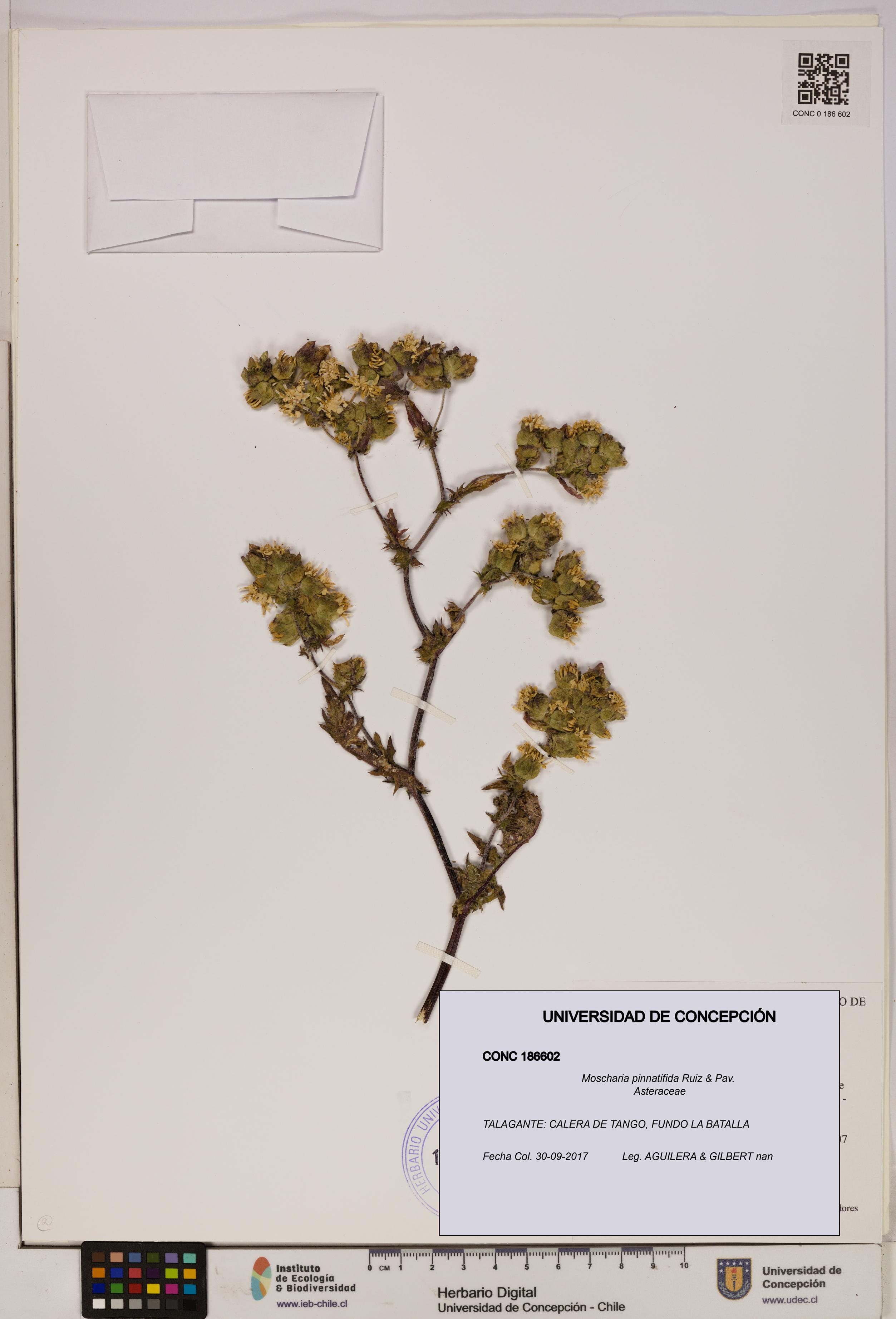 Moscharia pinnatifida [Espécimen: UDEC:CONC:0186602]