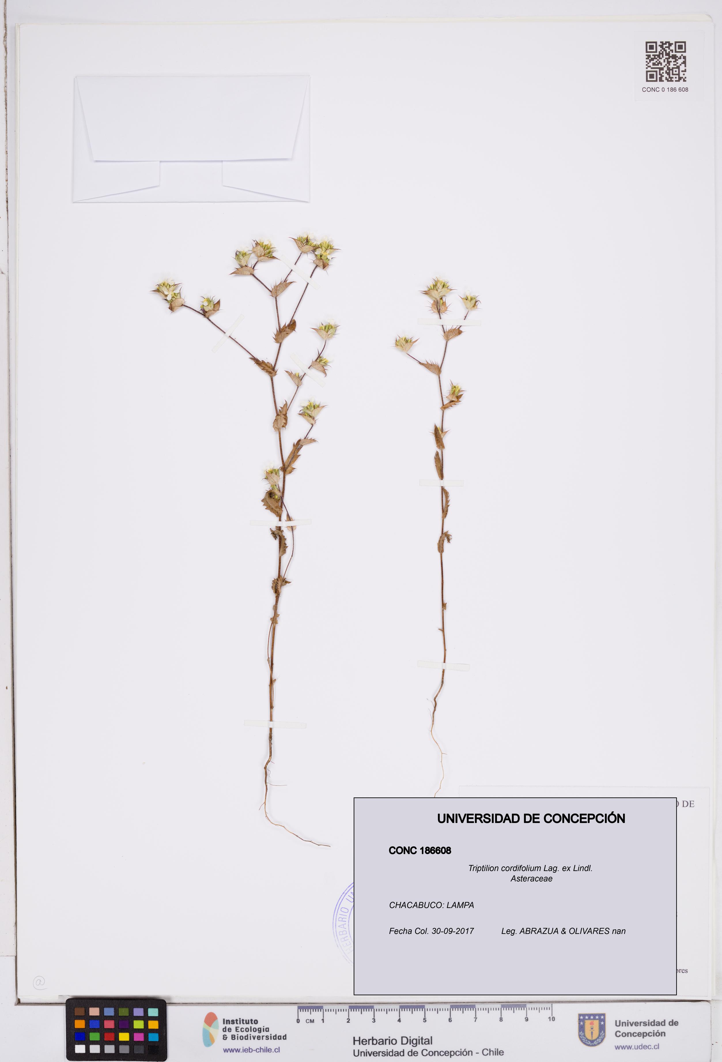 Triptilion cordifolium [Espécimen: ]