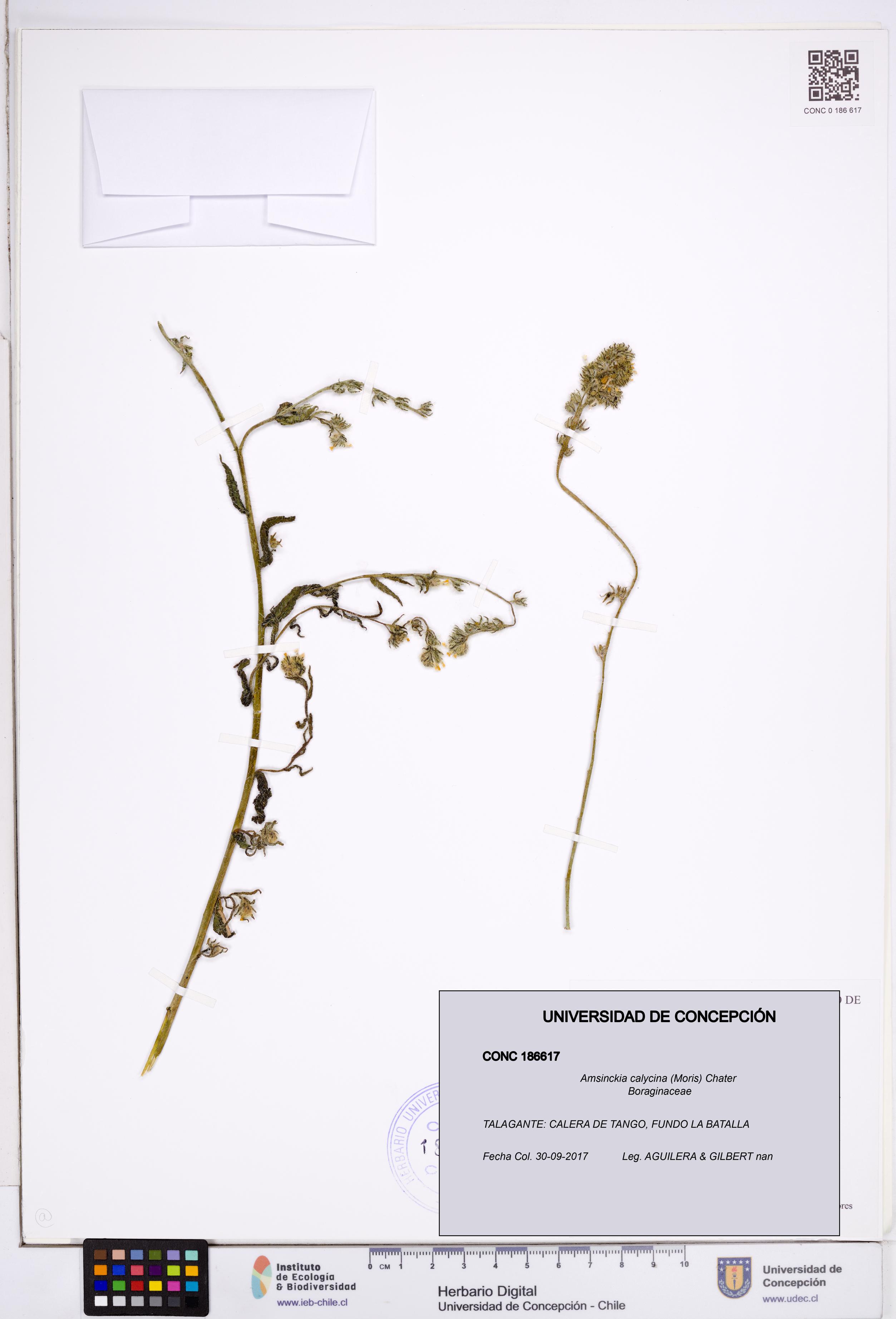 Amsinckia calycina [Espécimen: ]