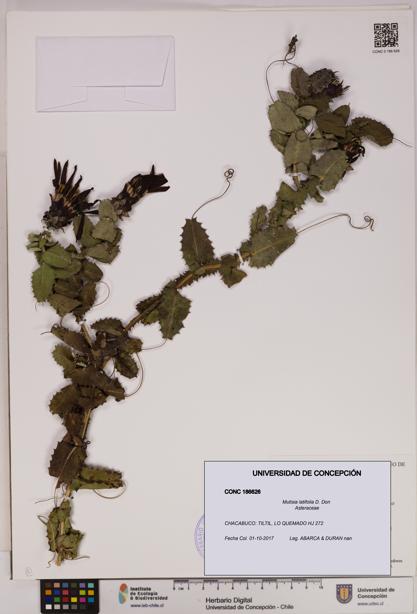 Mutisia latifolia [Espécimen: UDEC:CONC:0186626]