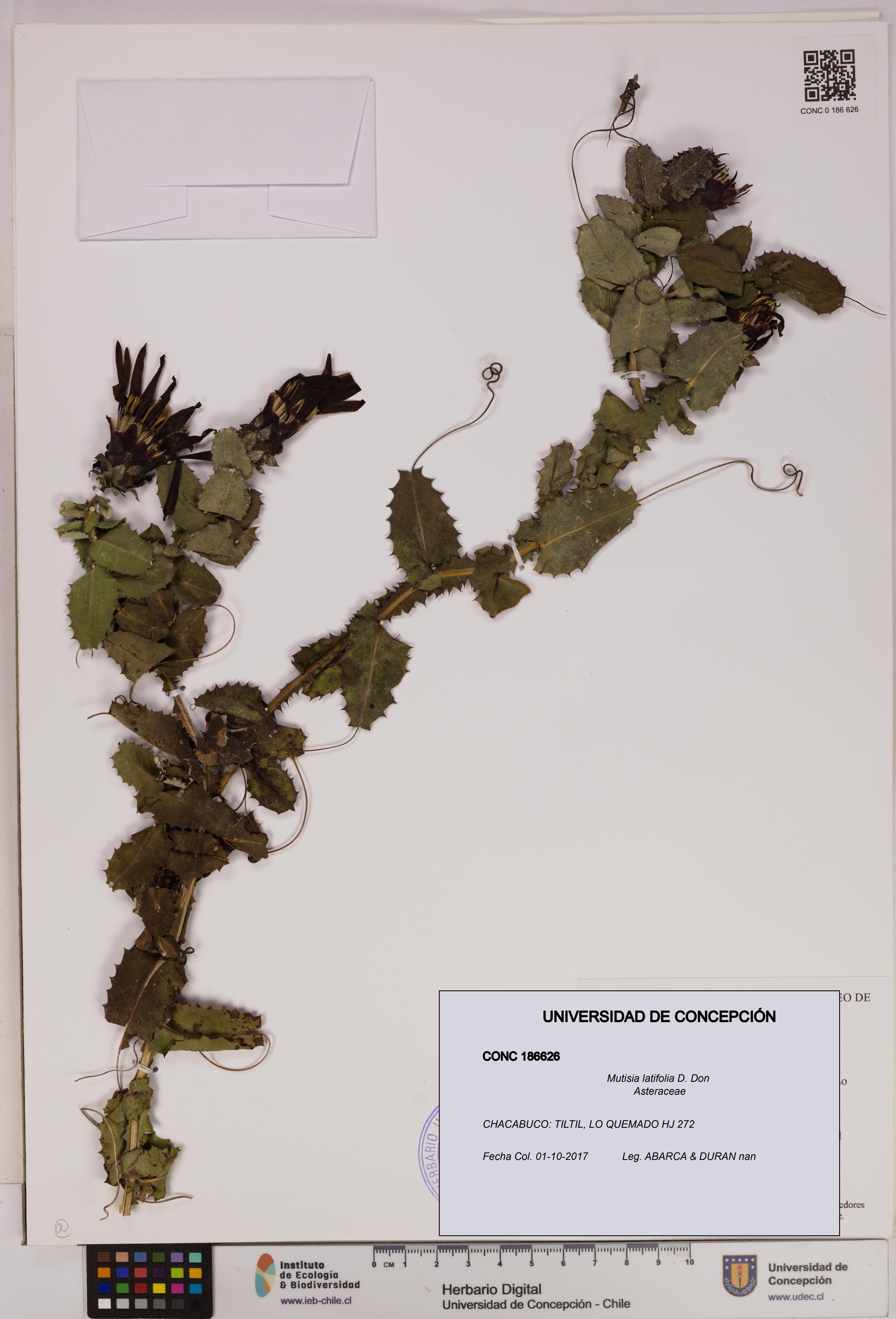 Mutisia latifolia [Espécimen: UDEC:CONC:0186626]