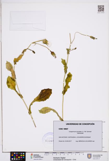 Urospermum picroides [Espécimen: ]