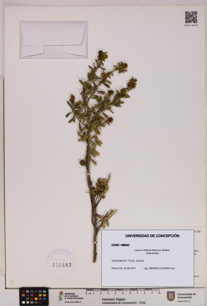 Lycium chilense [Espécimen: UDEC:CONC:0186642]