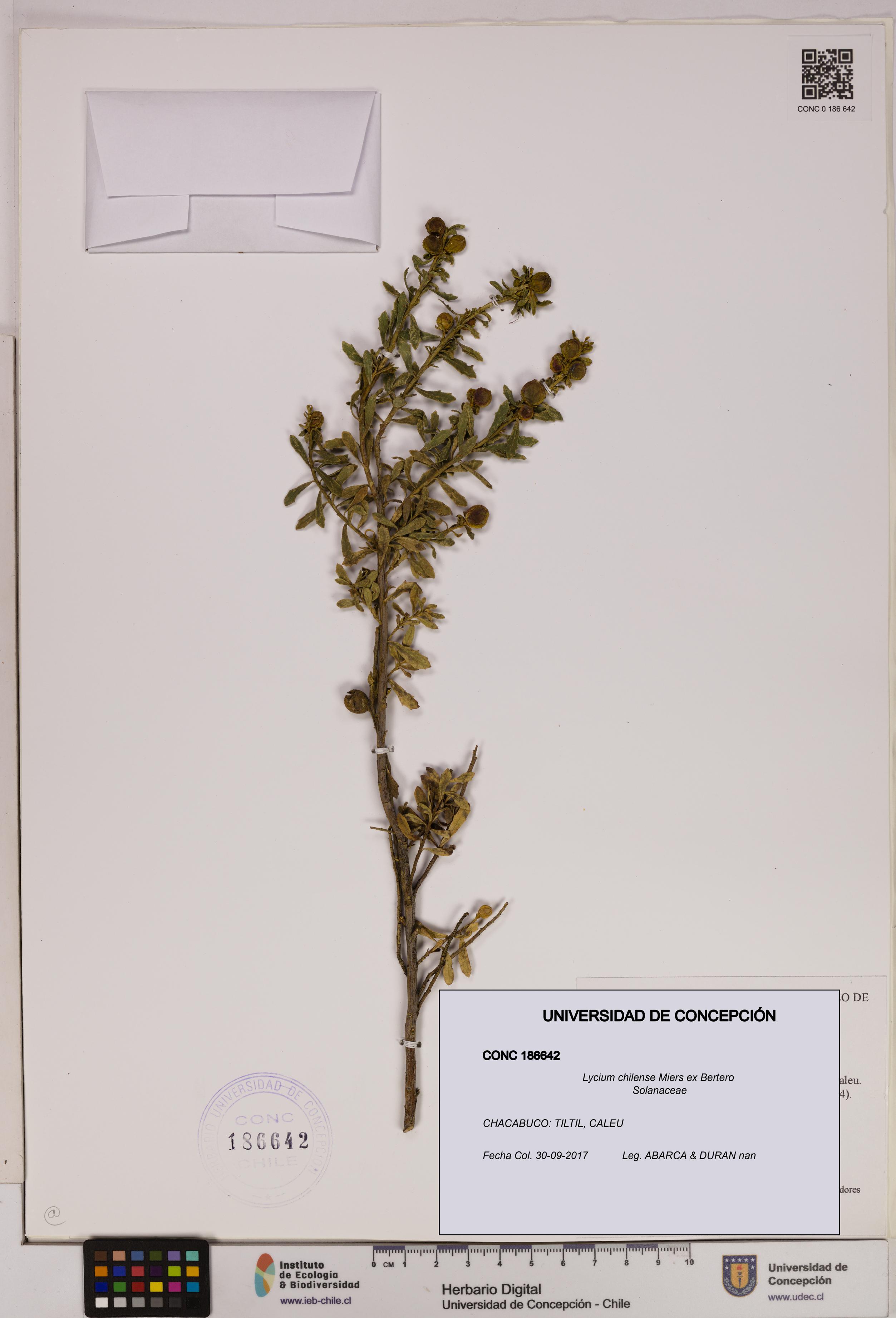 Lycium chilense [Espécimen: UDEC:CONC:0186642]