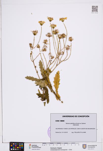 Senecio planiflorus [Espécimen: ]