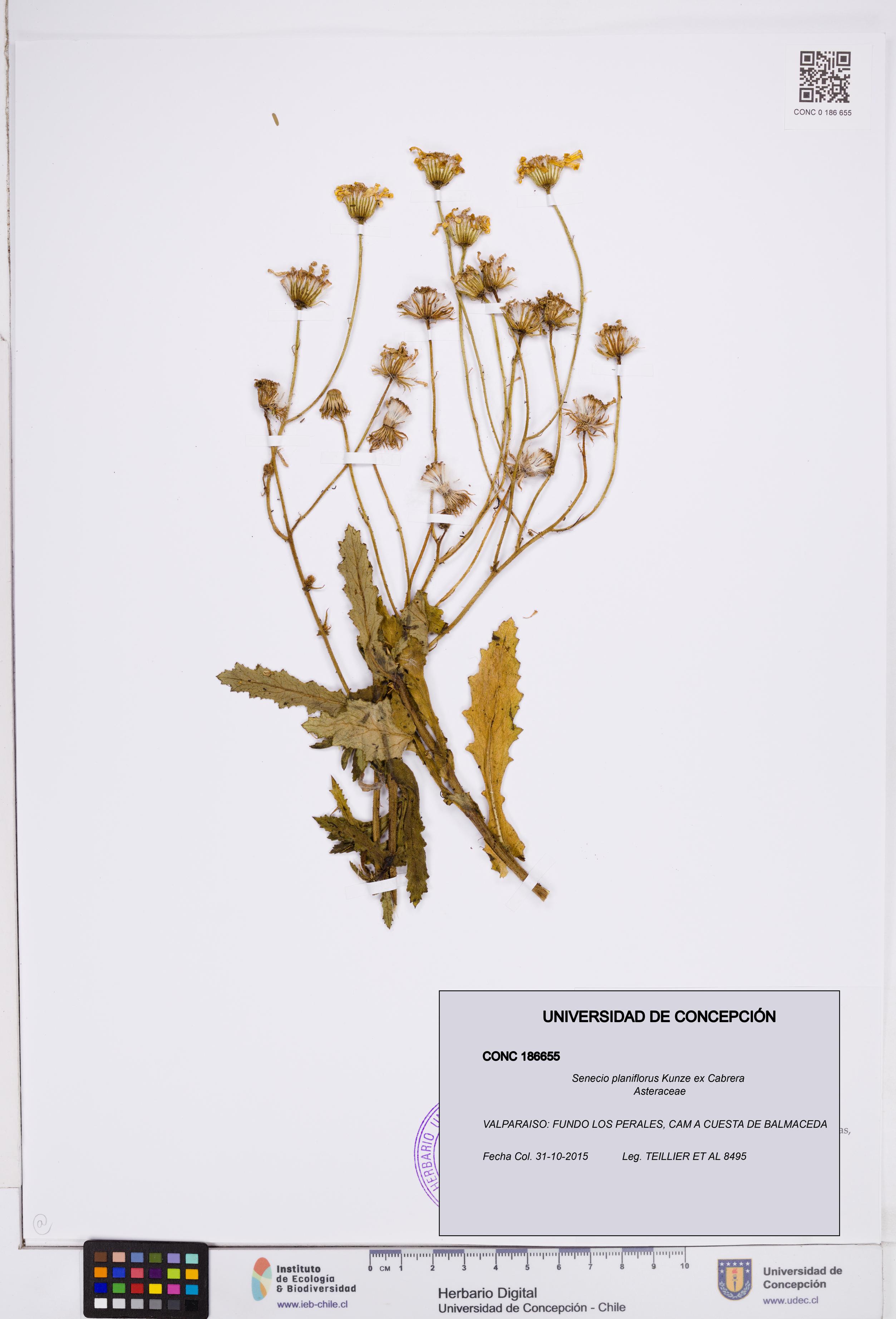 Senecio planiflorus [Espécimen: ]