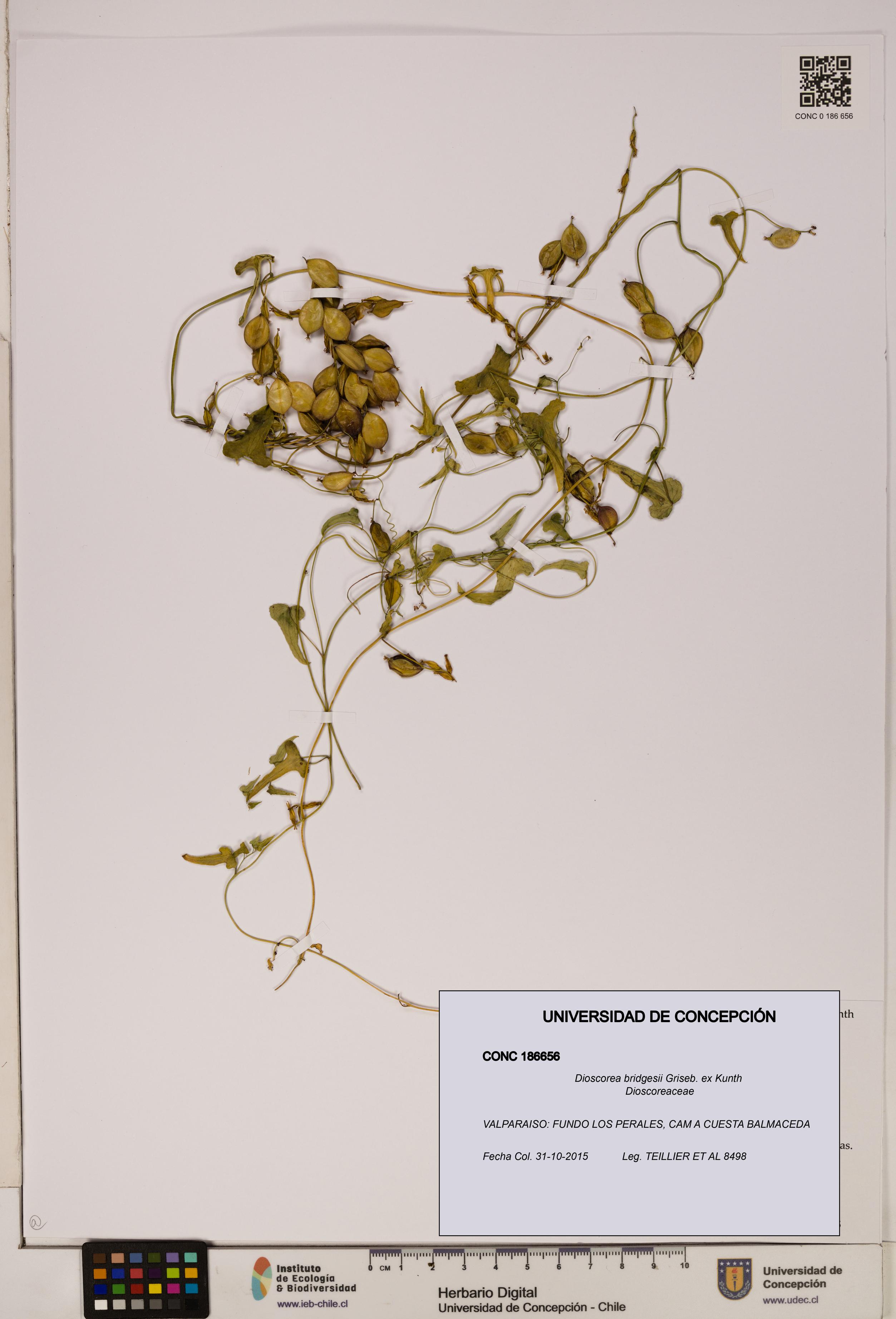Dioscorea bridgesii [Espécimen: ]