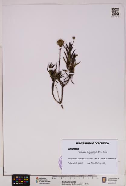 Haplopappus donianus [Espécimen: UDEC:CONC:0186658]