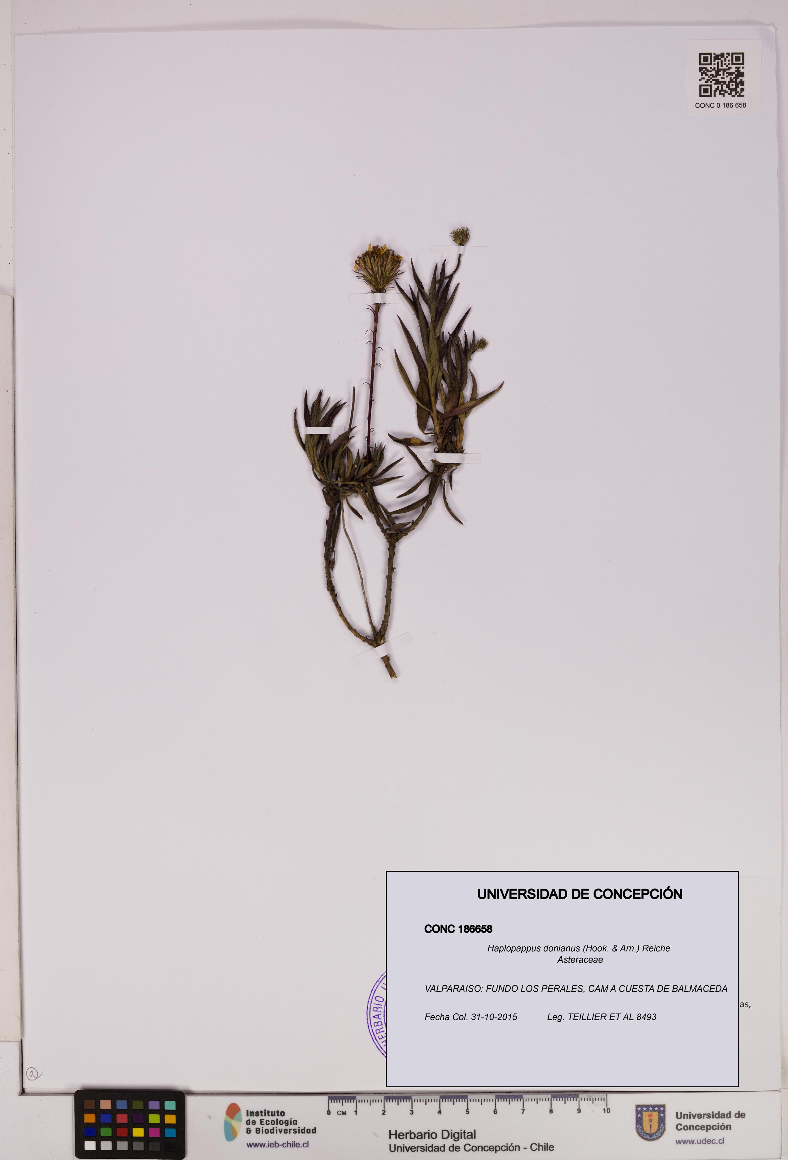 Haplopappus donianus [Espécimen: UDEC:CONC:0186658]