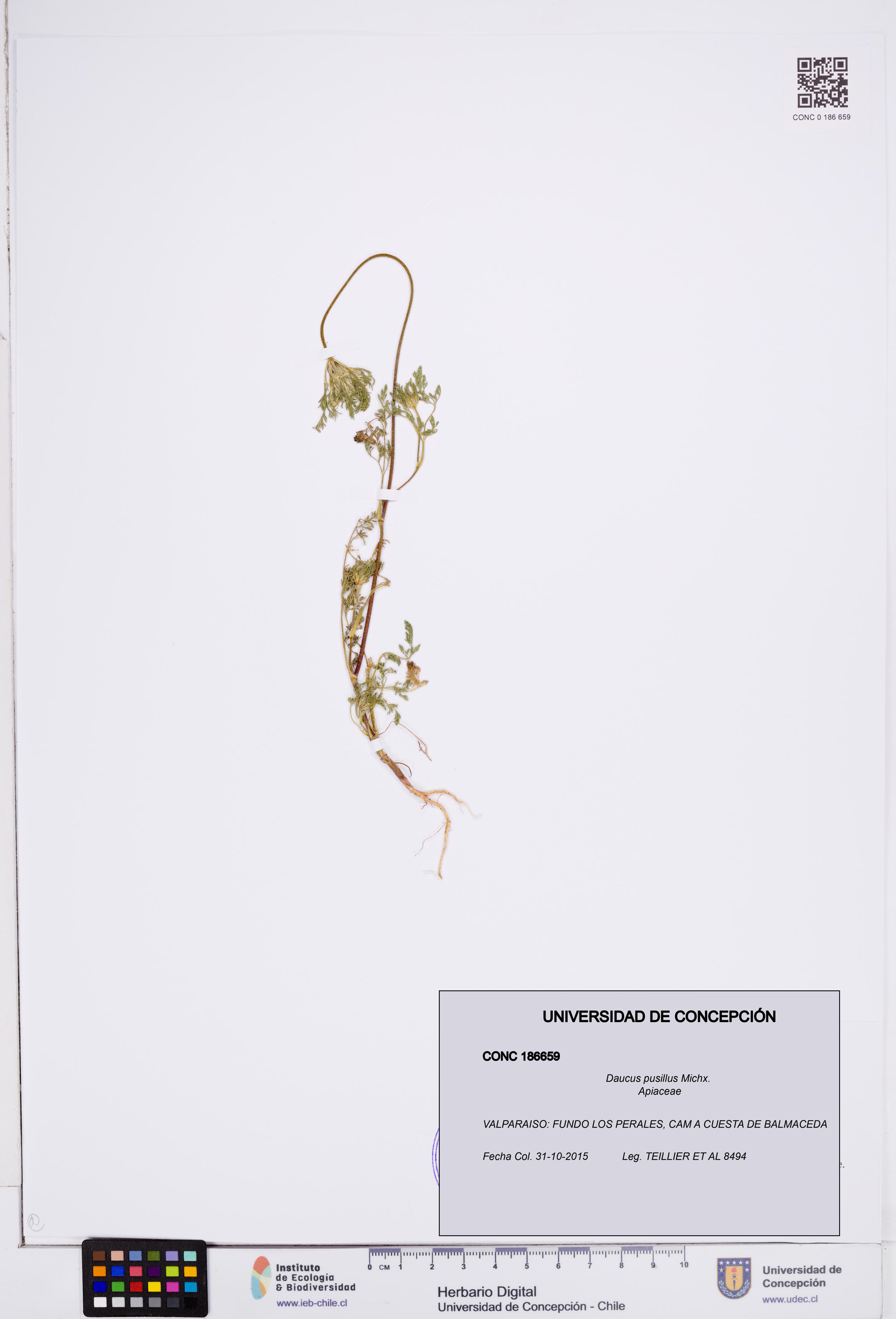 Daucus pusillus [Espécimen: ]