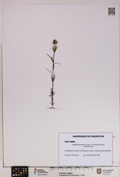 Castilleja attenuata [Espécimen: UDEC:CONC:0186660]