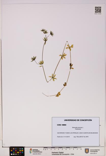 Sherardia arvensis [Espécimen: UDEC:CONC:0186664]