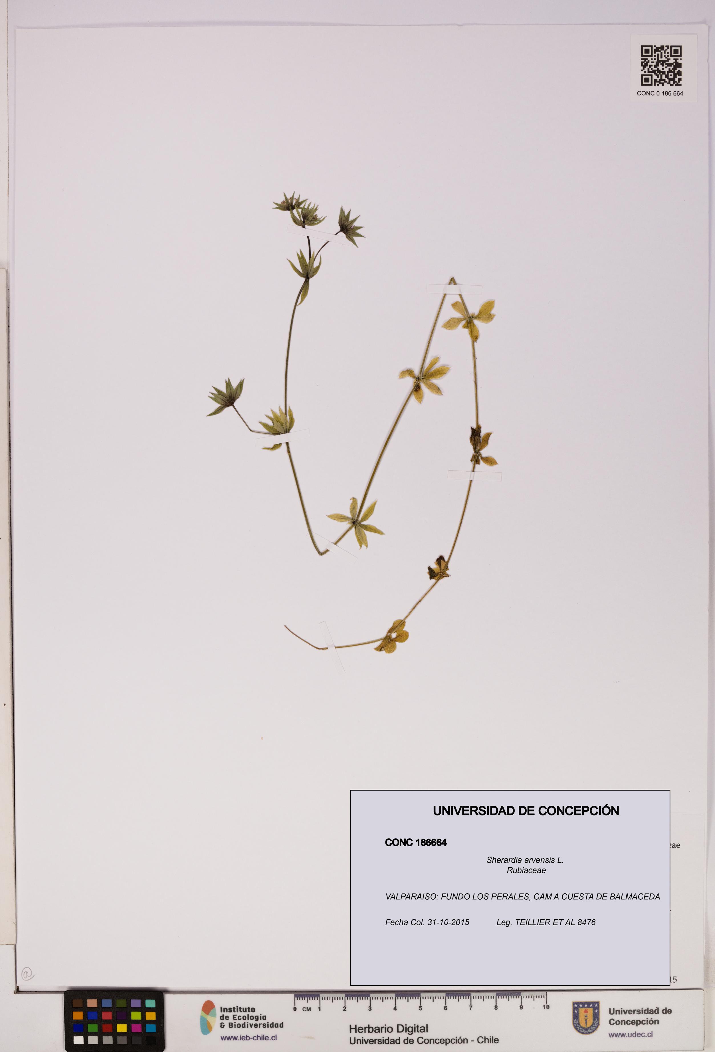 Sherardia arvensis [Espécimen: UDEC:CONC:0186664]