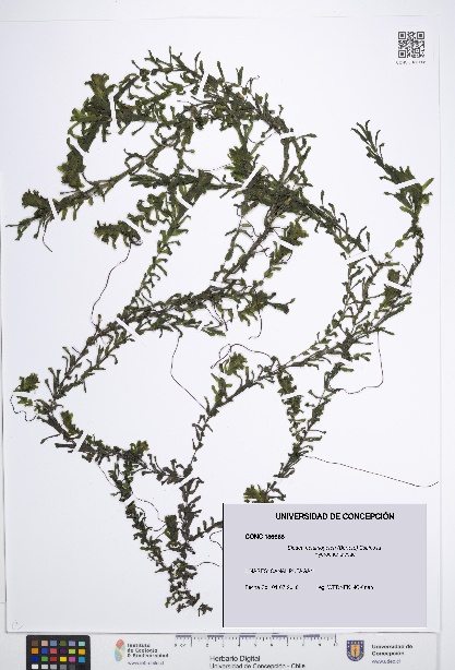 Elodea potamogeton [Espécimen: UDEC:CONC:0186668]