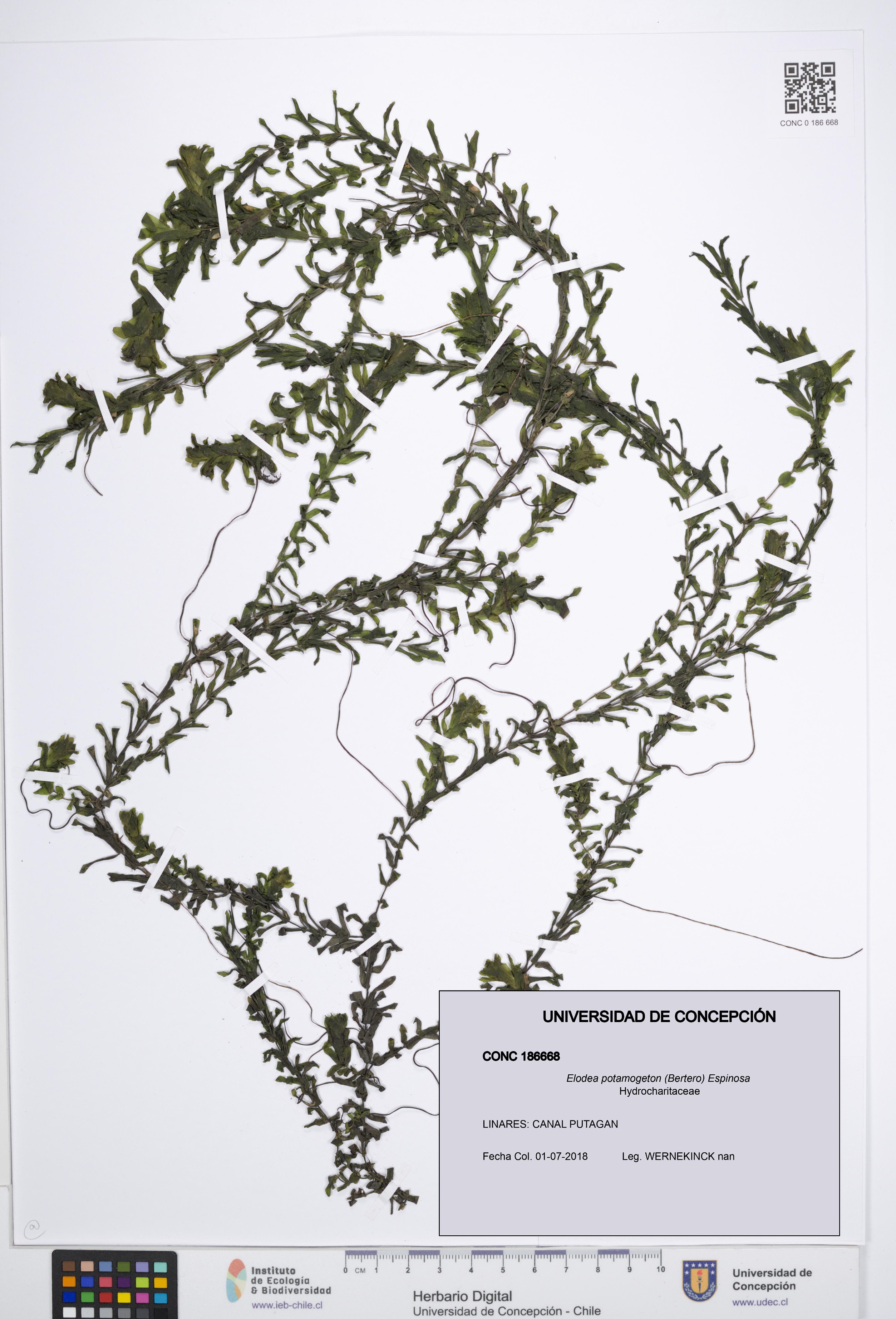 Elodea potamogeton [Espécimen: UDEC:CONC:0186668]
