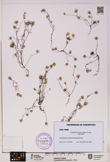 Chaetanthera linearis [Espécimen: UDEC:CONC:0186692]