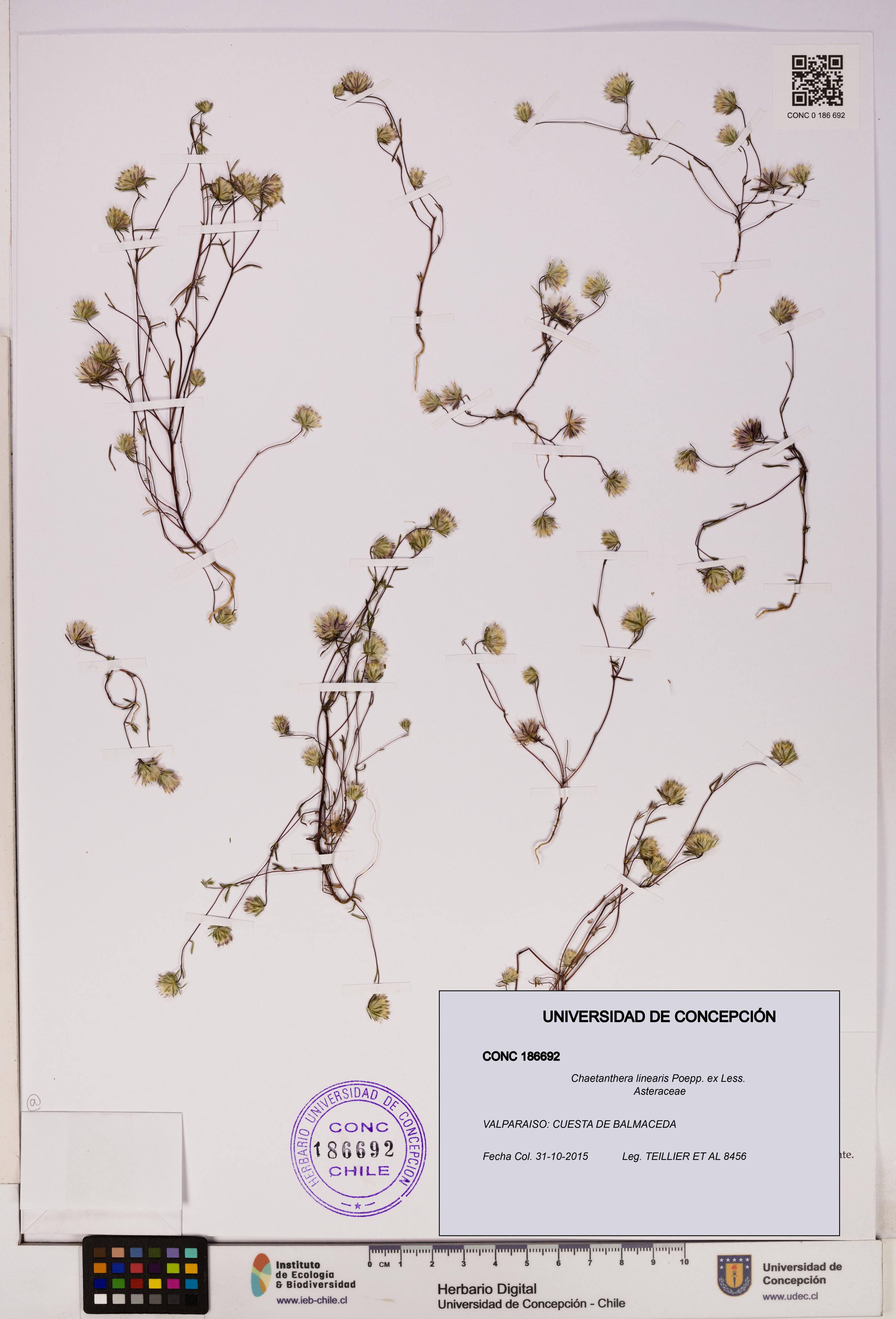 Chaetanthera linearis [Espécimen: UDEC:CONC:0186692]