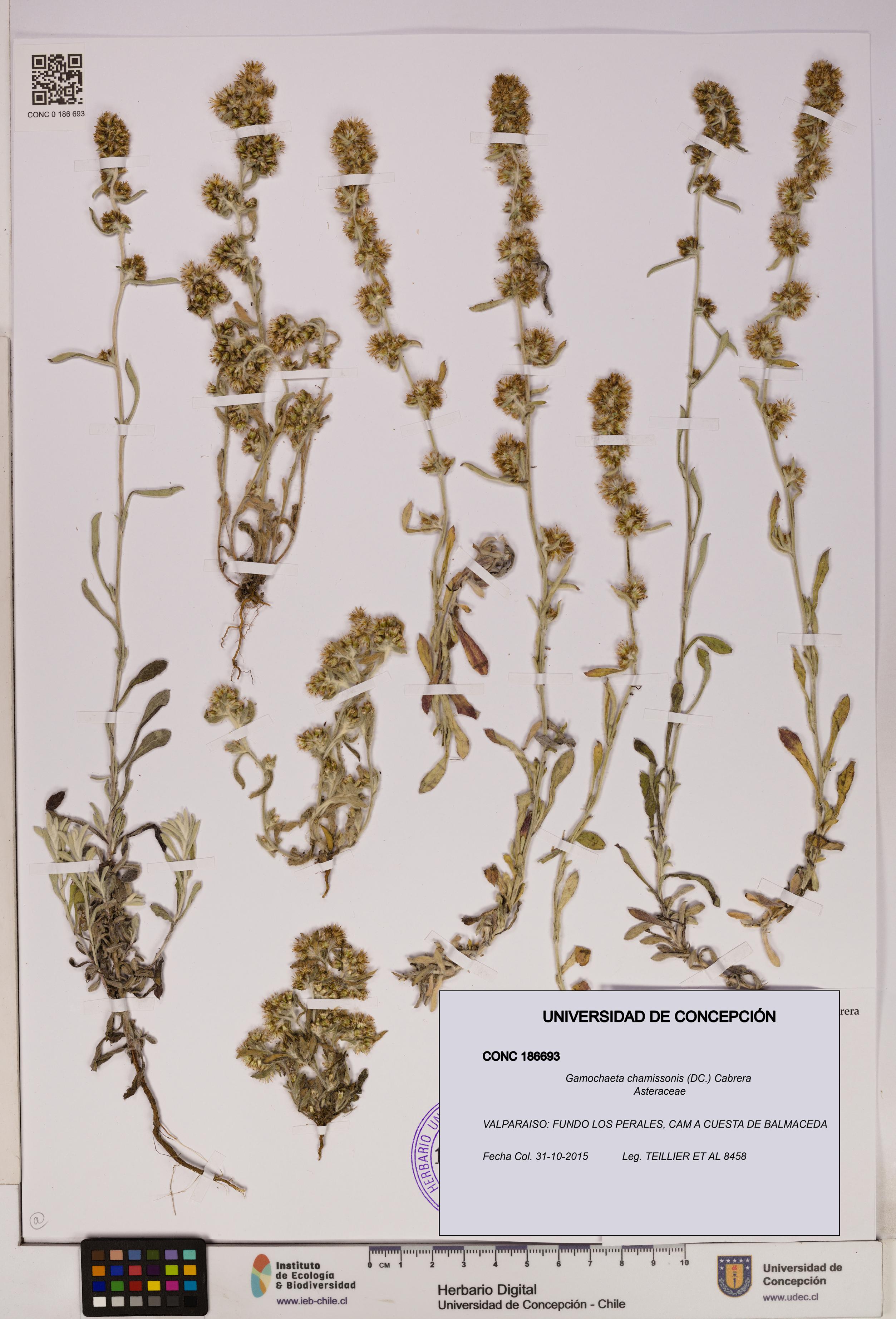 Gamochaeta chamissonis [Espécimen: UDEC:CONC:0186693]