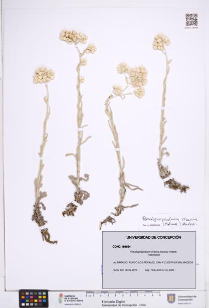 Pseudognaphalium viravira [Espécimen: ]