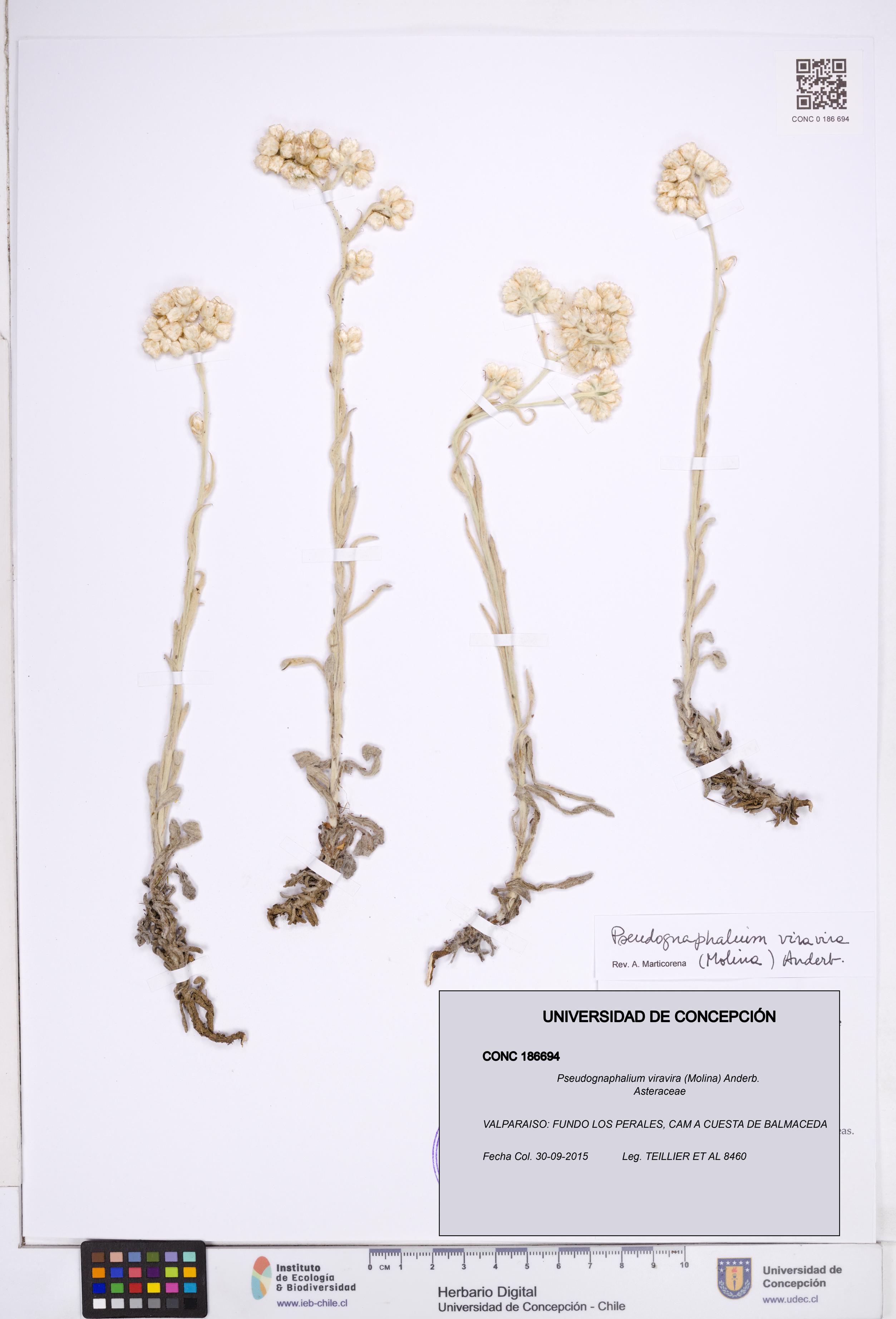 Pseudognaphalium viravira [Espécimen: ]