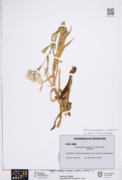 Pseudognaphalium gayanum [Espécimen: ]