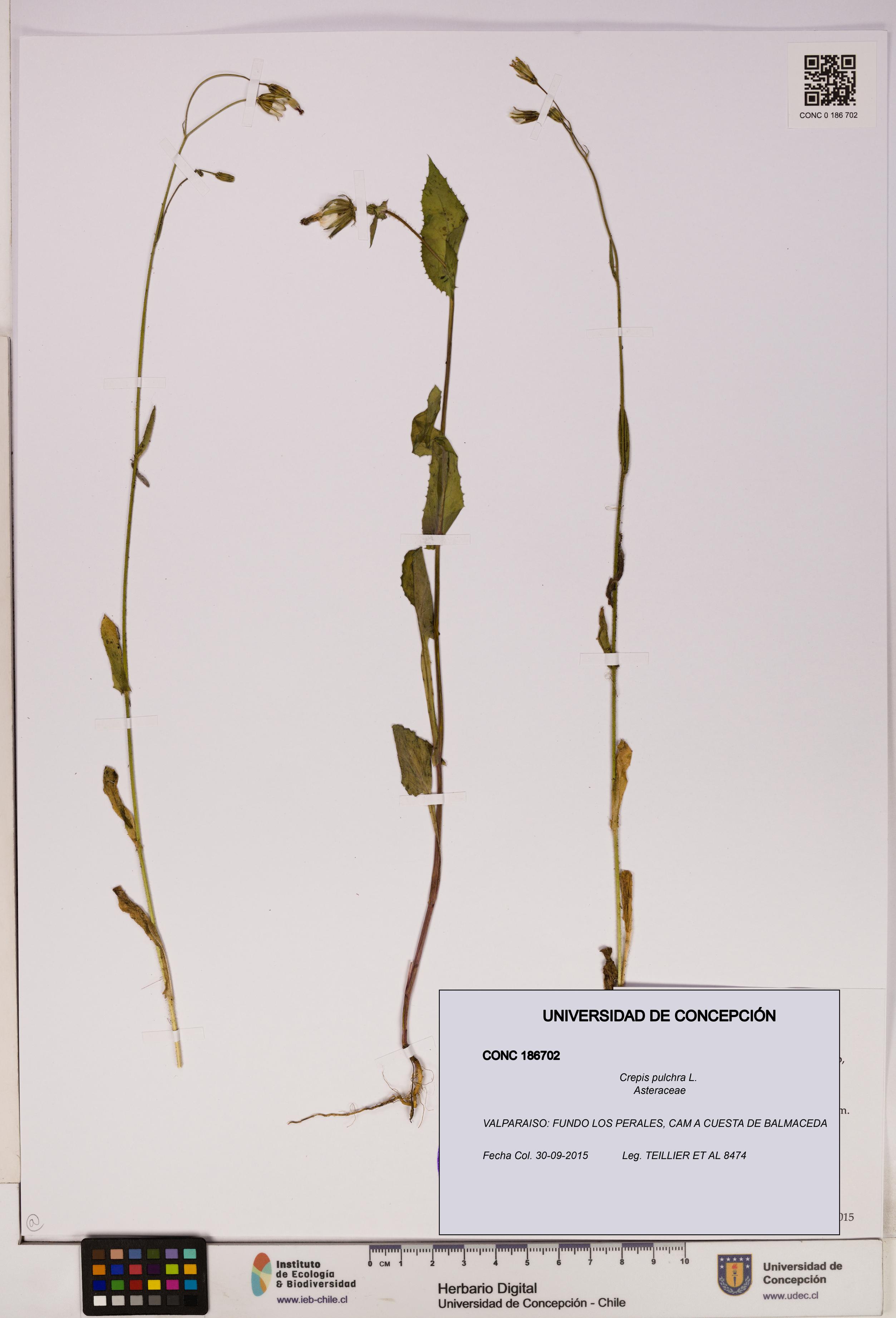 Crepis pulchra [Espécimen: UDEC:CONC:0186702]