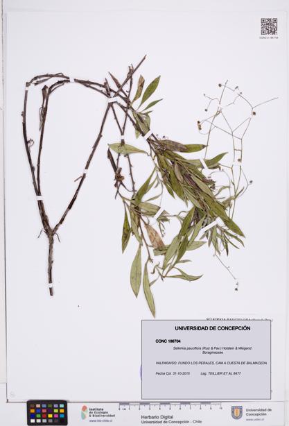 Selkirkia pauciflora [Espécimen: ]