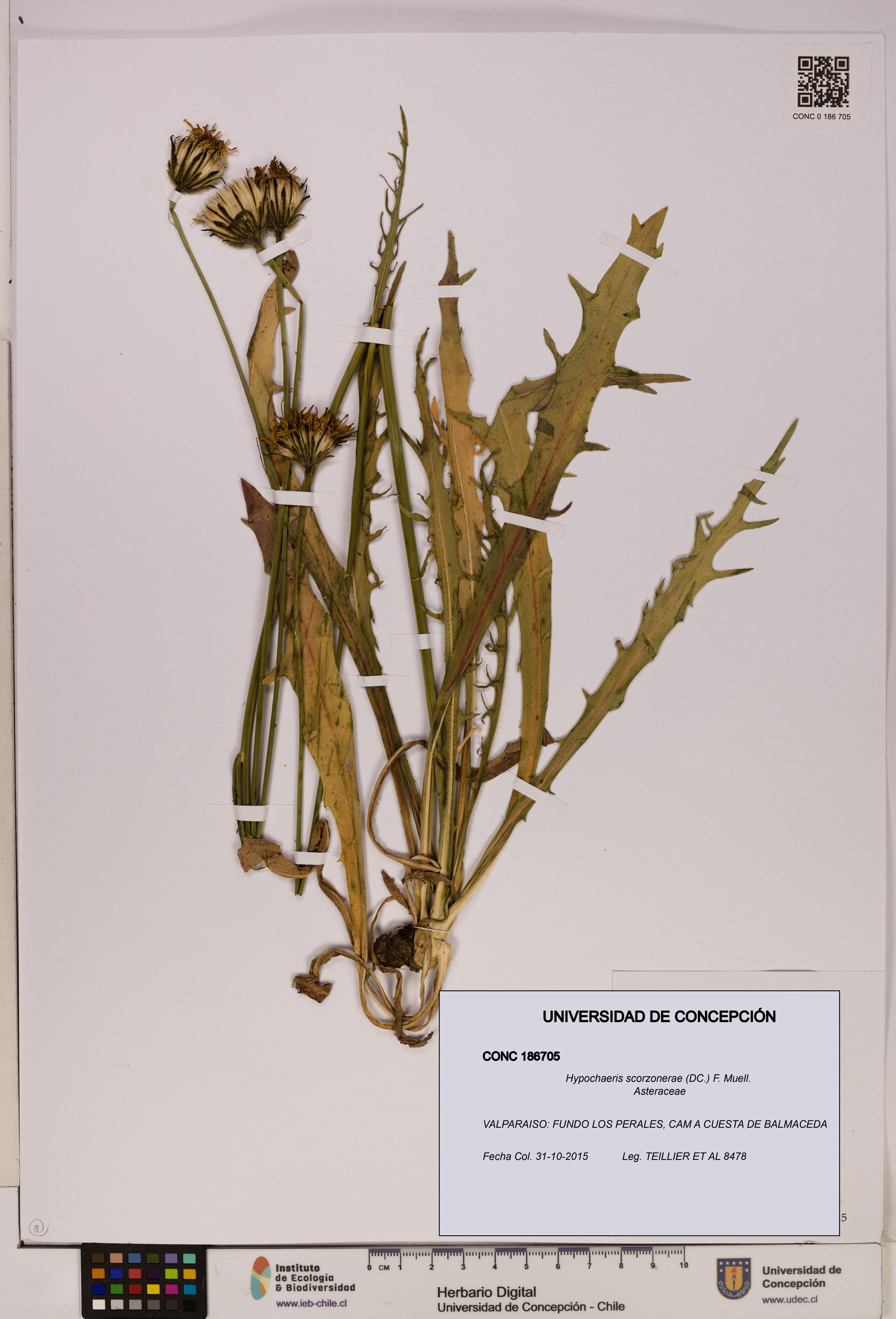 Hypochaeris scorzonerae [Espécimen: UDEC:CONC:0186705]