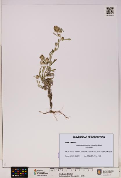 Gamochaeta subfalcata [Espécimen: UDEC:CONC:0186712]