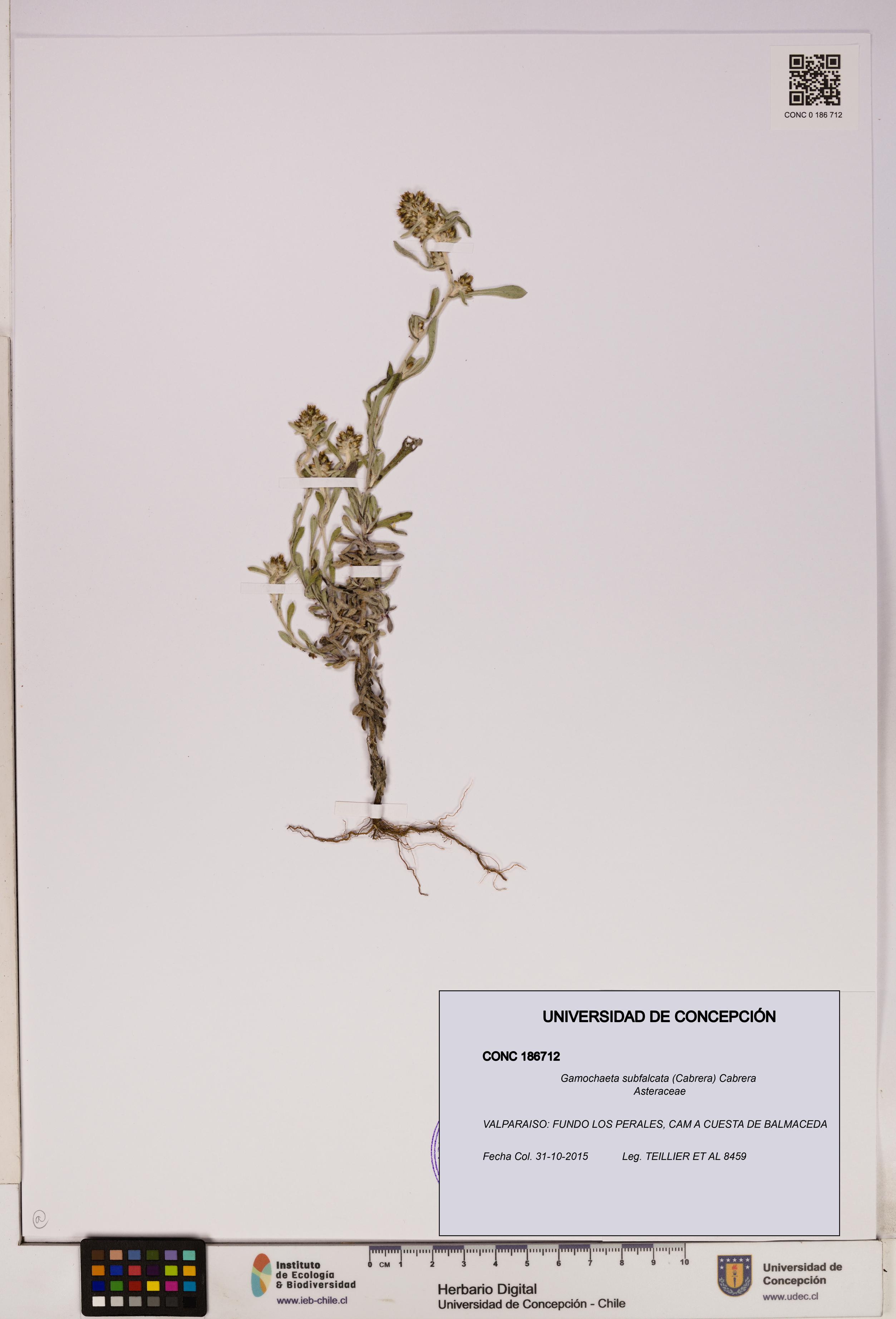 Gamochaeta subfalcata [Espécimen: UDEC:CONC:0186712]