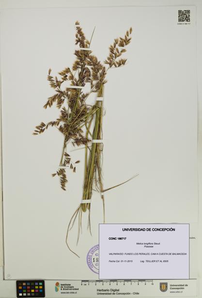 Melica longiflora [Espécimen: UDEC:CONC:0186717]