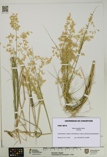 Melica longiflora [Espécimen: UDEC:CONC:0186718]