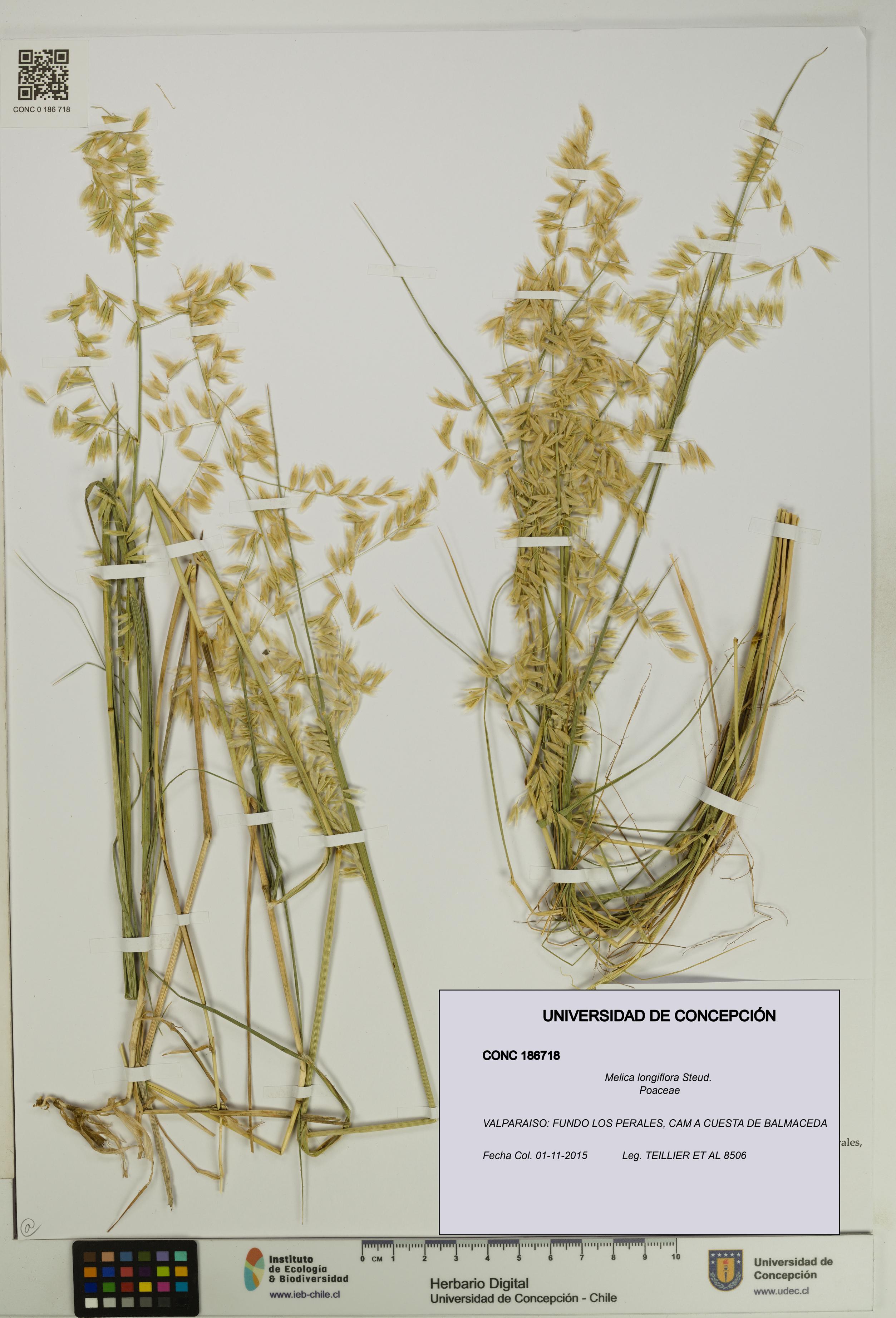 Melica longiflora [Espécimen: UDEC:CONC:0186718]
