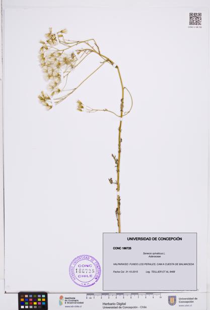 Senecio sylvaticus [Espécimen: ]