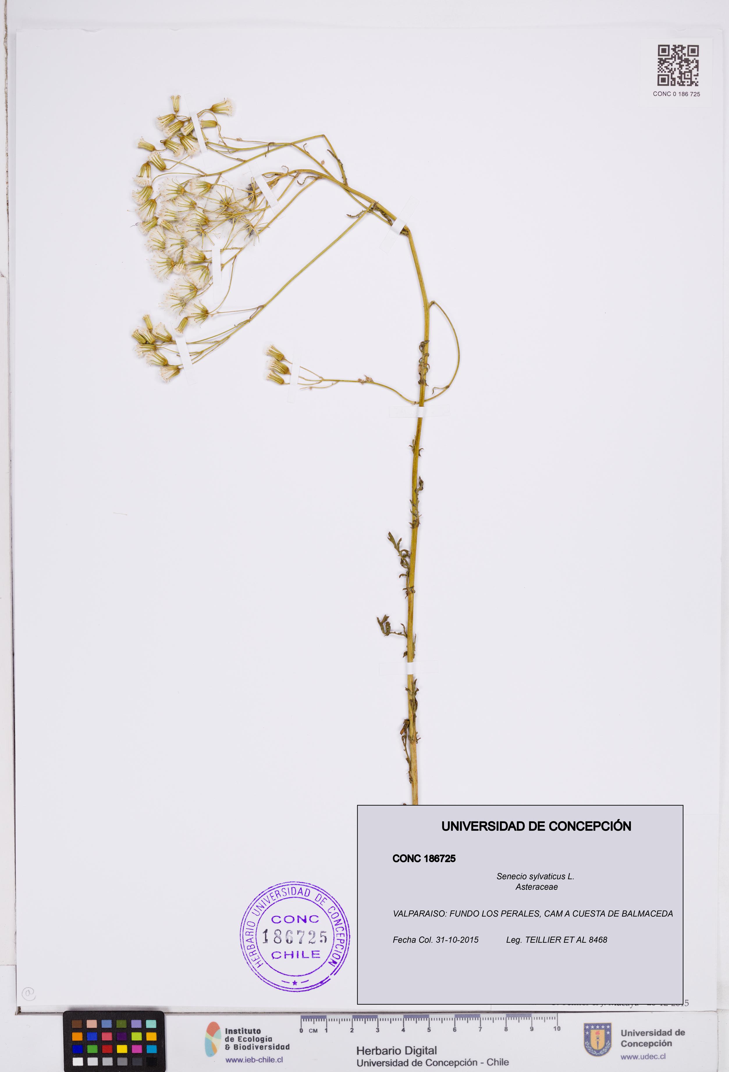 Senecio sylvaticus [Espécimen: ]