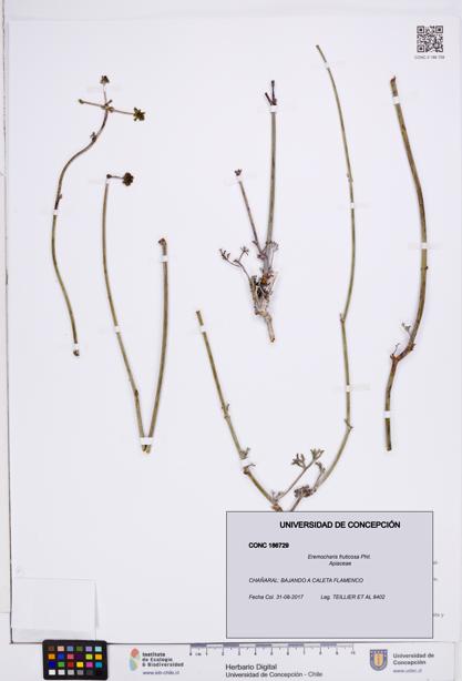 Eremocharis fruticosa [Espécimen: ]